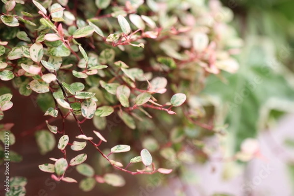 Obraz 美しい斑入りのワイヤープランツの葉
Spotted leaves under the sunlight.