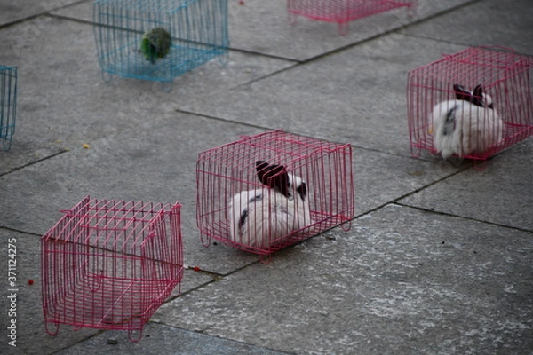 Obraz Rabbits in colorful cages along with other animals on Chinese streets as a prize for children's competition concept for animal protection