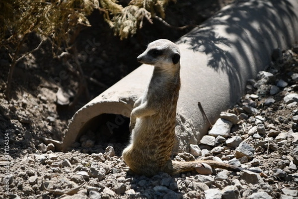 Obraz Suricate or differently meercat is watching for danger around in order to prevent it and go to shelter