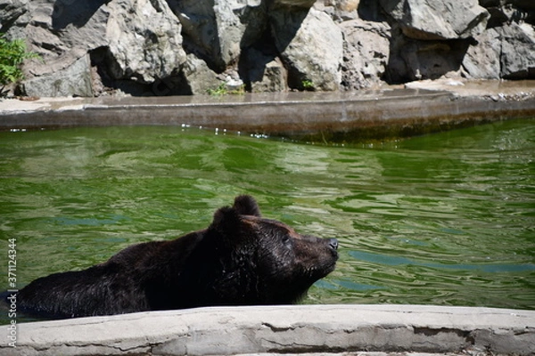 Obraz Big Black Bear is washing himself in a pool to cool off in the zoo
