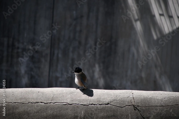Obraz A small gray bird with black head is sitting on a cement edge of the aviary for bears