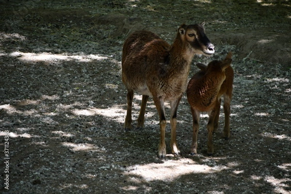 Obraz female sheep in a zoo with her baby