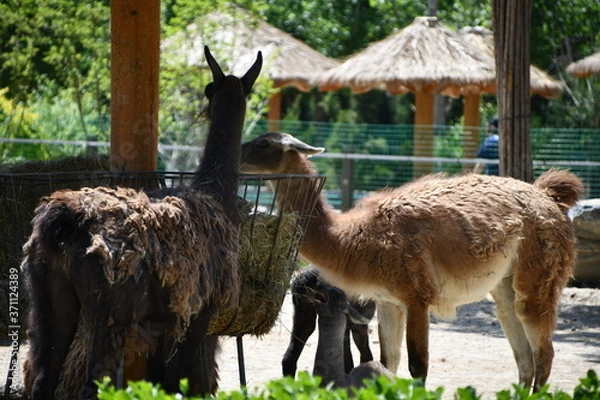 Obraz Llamas in a zoo eating dry grass at Tianjin zoo in China concept for protection of animals