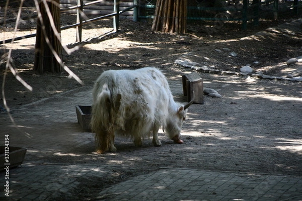 Obraz Yak in a zoo in his big aviary