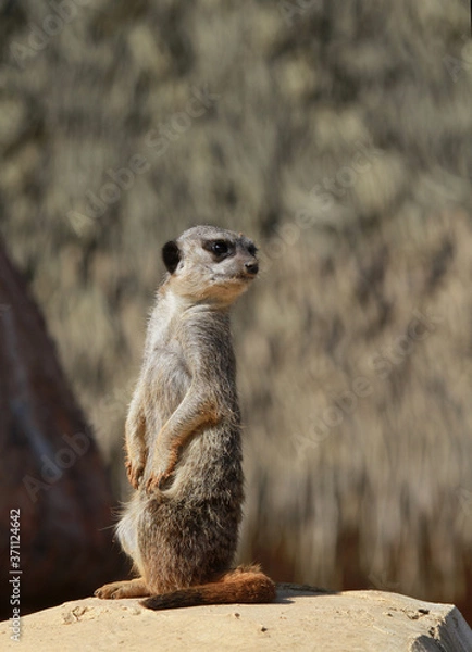 Obraz suricate