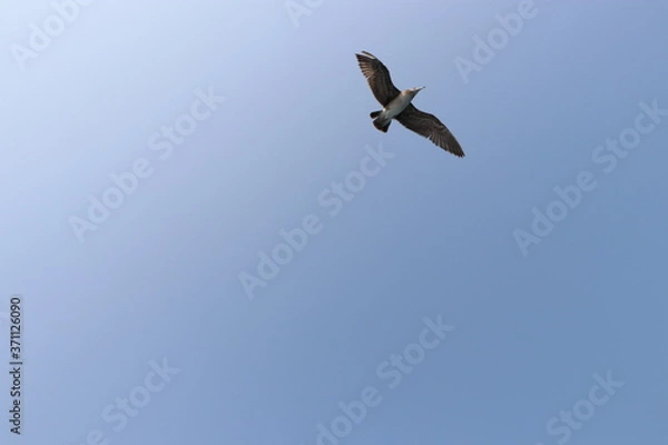 Obraz seagull in flight, summer sky