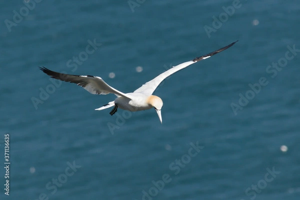 Obraz Flying gannet over the sea