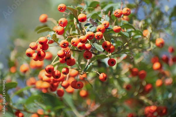 Fototapeta Rowan branch tree with bright orange berry