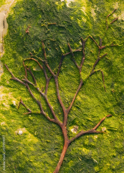 Fototapeta A tree shape formed from seaweeds on a rocky beach with algae below Seven Sisters Cliffs in England. Green Eco Concept