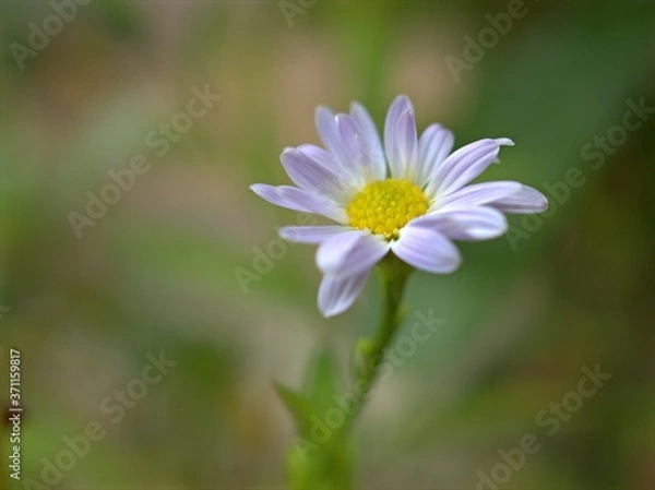 Fototapeta Closeup white petals of common daisy flower plants in the garden with green blurred background ,macro image, sweet color for card design,soft focus