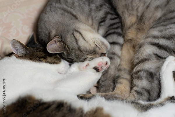 Obraz ぐっすり眠るネコたち