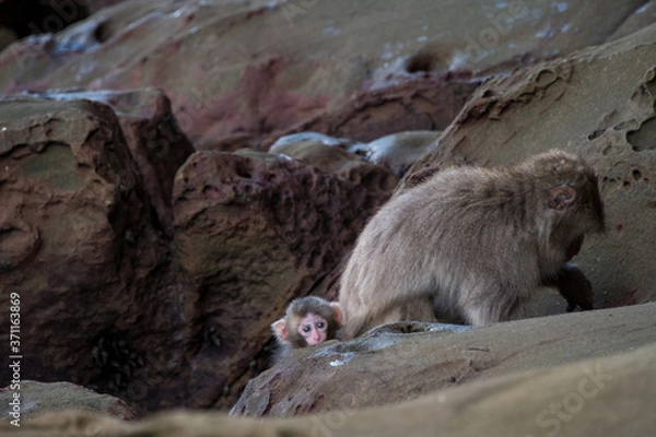 Fototapeta モンキーベイビー1