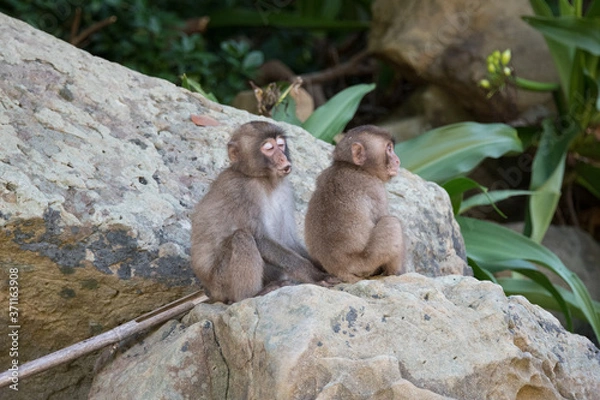 Obraz 兄弟（子ザル）