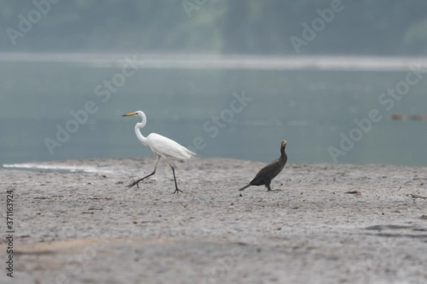 Obraz それぞれの道