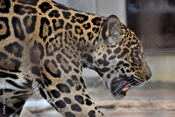 Fototapeta ジャガー