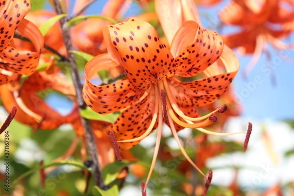 Obraz Orange Lily