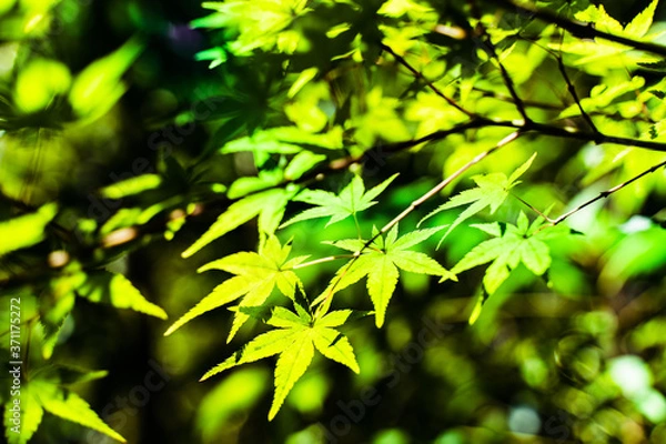 Fototapeta 青いもみじ