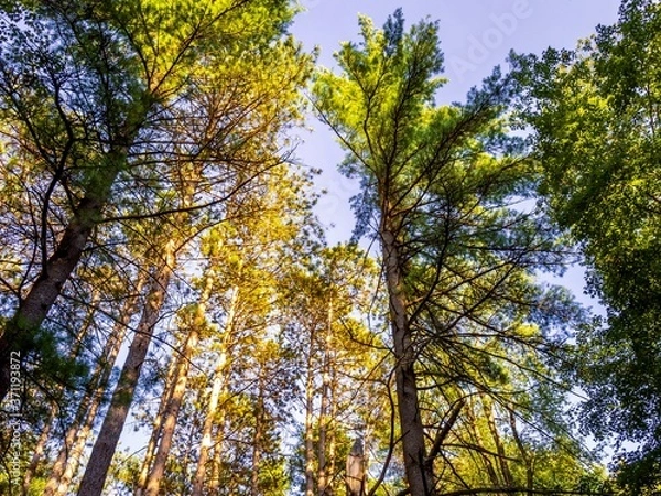 Obraz Looking up through the really tall trees deep in the forest at Cooks Forest State Park near Clarion, Pennsylvania, not far from the Allegheny National Forest.