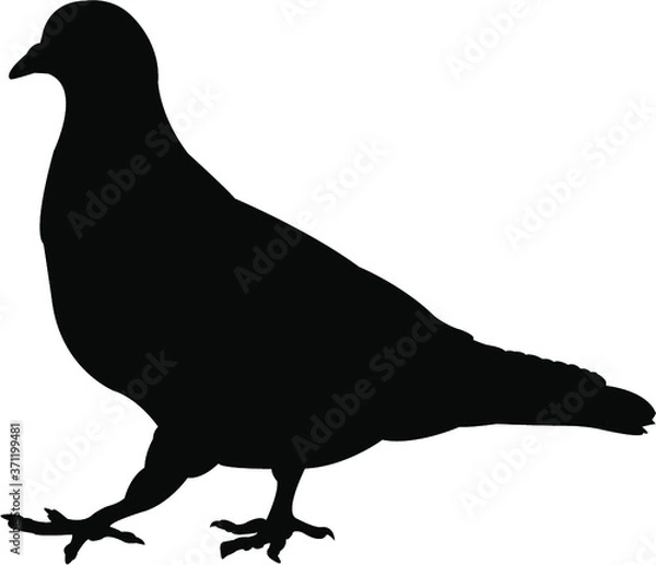 Obraz pigeon silhouette vector
