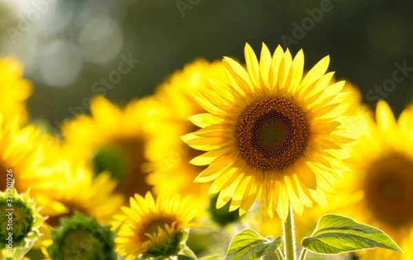 Obraz A field of sunflowers outside the city in the sun. Fortuna gold background.