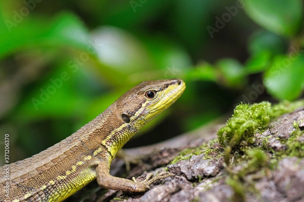 Obraz トカゲの仲間のカナヘビ