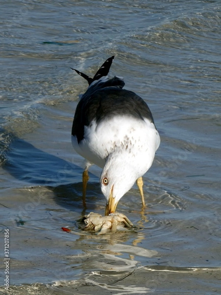 Fototapeta A seagull eats a crab at Sanibel Island, Bowman Beach