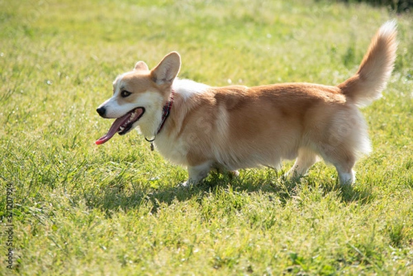 Obraz dog breeds corgi walking on nature during the day