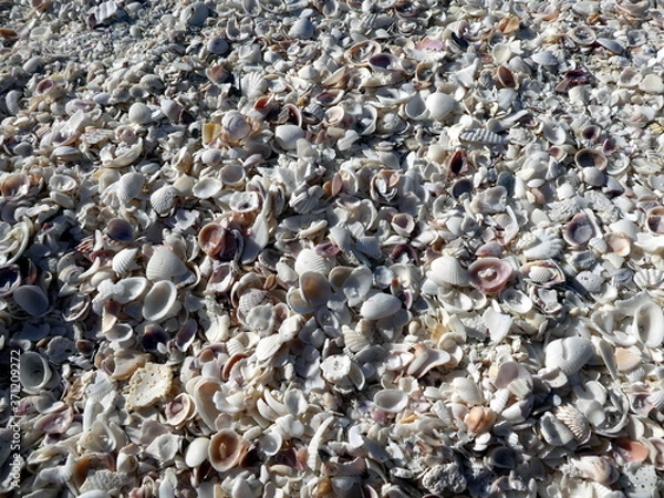Fototapeta Shell beach at Bomans Beach, Sanibel Island, Florida