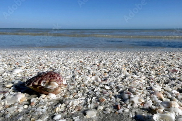 Fototapeta Big shell an the left side in front, Sanibel Island, Florida