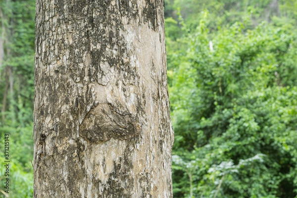Fototapeta tree trunk in the forest
