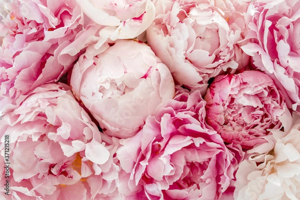 Fototapeta Bouquet of a lot of peonies of pink color close up. Flat lay, top view. Peony flower texture.