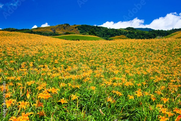 Obraz The beautiful daylily flower in sixty stone mountain of hualien, Taiwan.