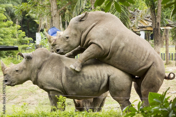 Fototapeta Rhinoceros Mating in Khao Kheow Open Zoo, Chonburi, Thailand