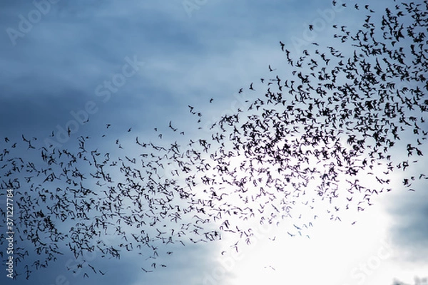 Fototapeta A thousand hundreds bats in the evening sky