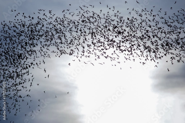 Fototapeta A thousand hundreds bats in the evening sky
