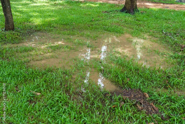 Fototapeta A puddle in the lawn after heavy rain