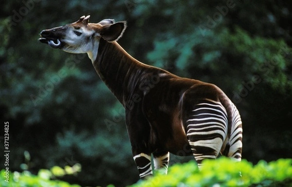 Obraz Okapi, okapia Johnstoni, dorosły liżący nos