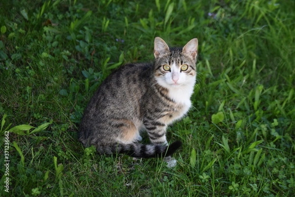 Obraz cat on grass