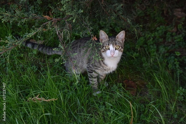 Obraz cat on the grass