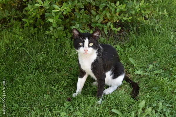 Obraz border collie puppy