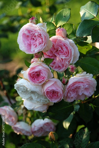 Obraz rosa Duftrose