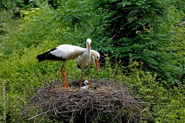 Fototapeta White Stork, ciconia ciconia, Pair with Chick at Nest, Normandy