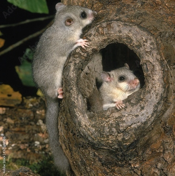 Obraz Edible Dormouse, glis glis, Adults standing at Nest entrance