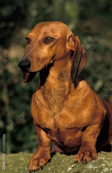 Fototapeta Smooth-Haired Dachshund