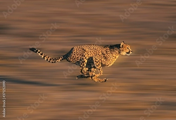 Fototapeta CHEETAH acinonyx jubatus, Adult running through Savannah