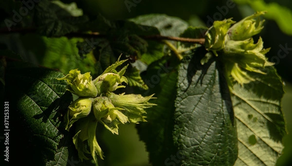 Obraz Haselnuss iam Busch 