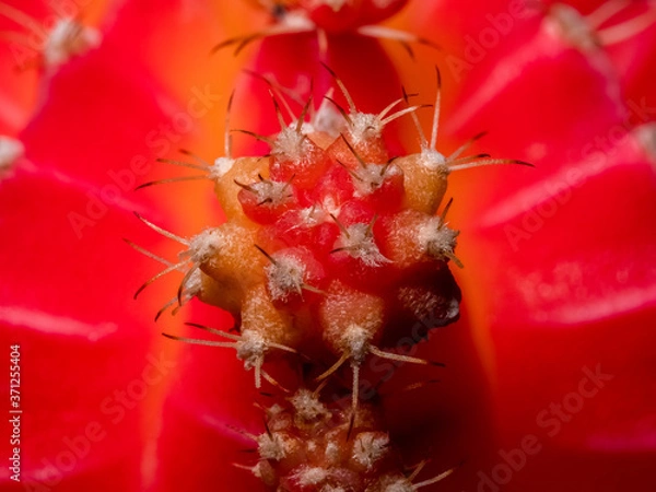 Obraz Deep focused extreme close up of red moon cactus