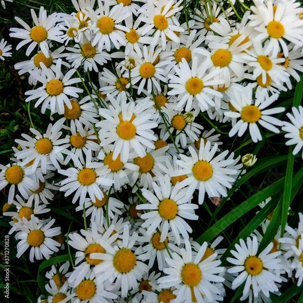 Fototapeta chamomile