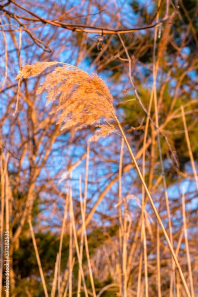 Obraz tall grass in the forest