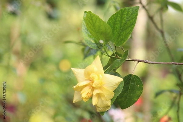 Obraz yellow orchid flower